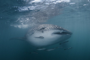 The sudden and pleasing encounter near Koh Phangan by Dmitry Starostenkov 